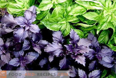 Basil - description, properties, use in cooking. Recipes with basil.