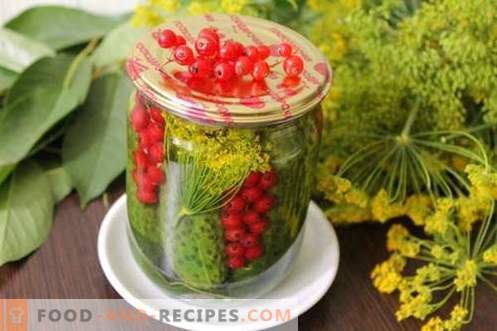 Cucumbers marinated with red currants - all the colors of summer in one can