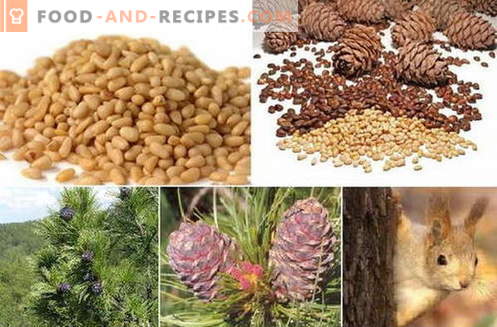 Pine nut - description, properties, use in cooking. Recipes with pine nuts.