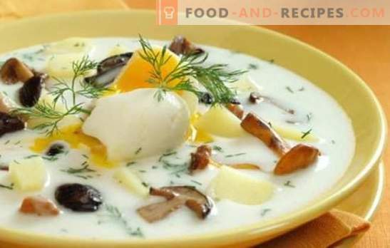 Mushroom soup - it's simple and useful! The easiest recipes for soup made from mushrooms: with meat, cereals, pots, pickle and hodgepodge