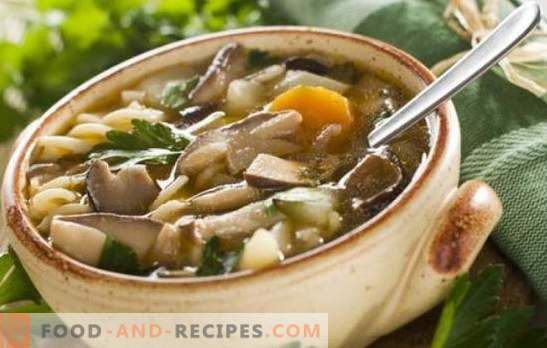 Mushroom champignon soup - easy and simple! Recipes of mushroom champignon soup with chicken, buckwheat, pasta and cheese
