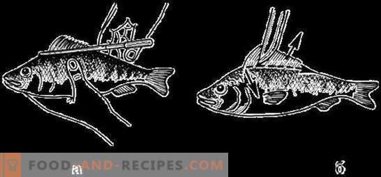 How to clean a perch quickly and efficiently without much effort. How to clean the perch and cut it for soup, frying and roasting