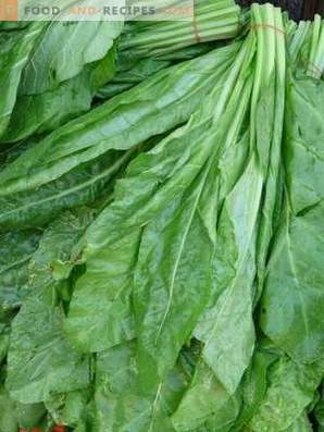 Spinach - useful properties and contraindications