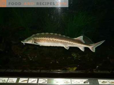 How to cook sturgeon in the oven