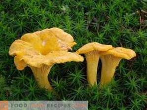 how to freeze chanterelles for the winter