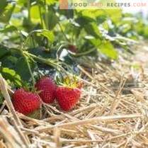 Strawberry summer. Top news of the season