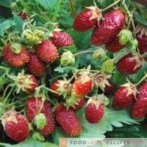 Strawberry summer. Top news of the season