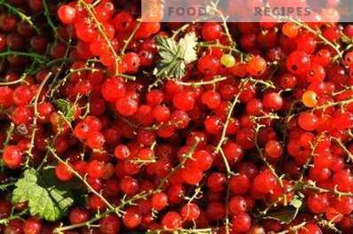 How to store red currants