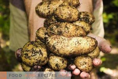 Potatoes: the benefits and harm to the body