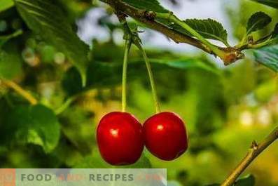 Cherries: health benefits and harm