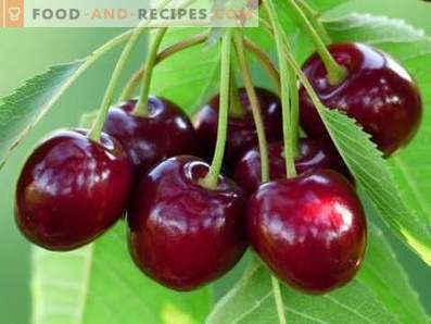 Sweet cherry: health benefits and harm