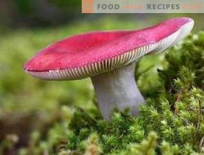 How to salt Russula for the winter
