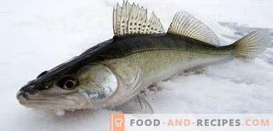 Pike perch: benefits and harm to the body