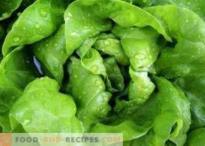 How to freeze lettuce leaves for the winter