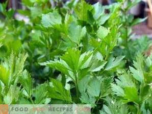 How to dry parsley at home