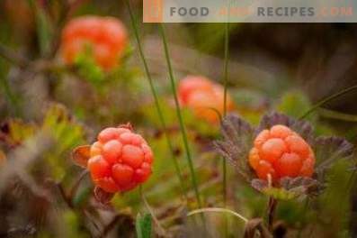 Cloudberry: useful properties and contraindications