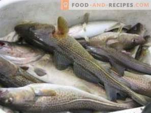 Cod: benefits and harm to the body