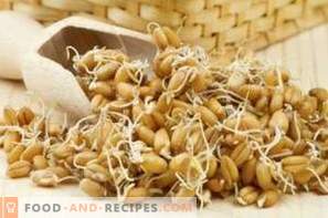 How to germinate wheat