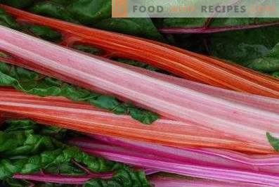 Rhubarb: benefits and harm to the body