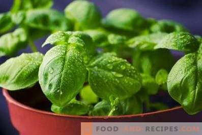 How to store basil