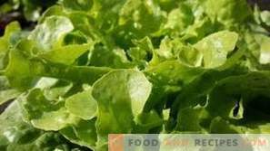 How to store leaf lettuce