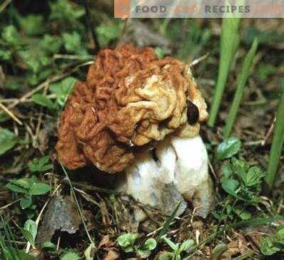 How to distinguish between stitches and morels