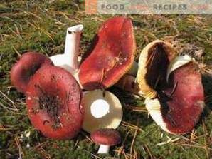 How to marinate russula for the winter
