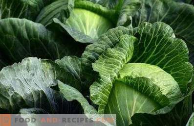 White cabbage: benefits and harm to the body
