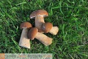 When to pick white mushrooms