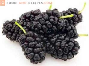 Mulberry: health benefits and harm