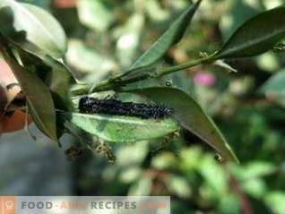 Lepidocide is an effective drug against leaf-eating pests