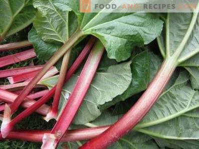 How to freeze rhubarb for the winter