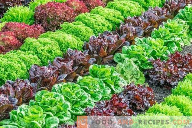 Varieties of lettuce for growing in spring, summer and autumn
