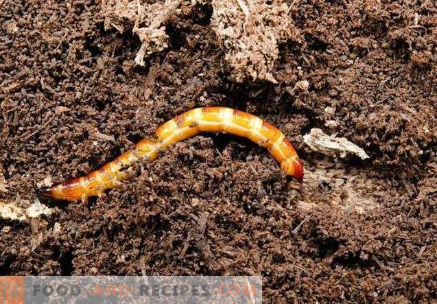 “Terradoks” - a reliable remedy for soil pests