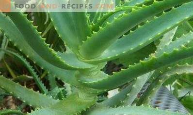 How to store aloe