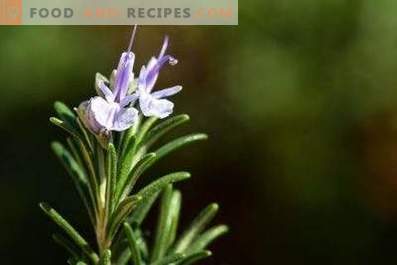 Rosemary oil: properties and uses